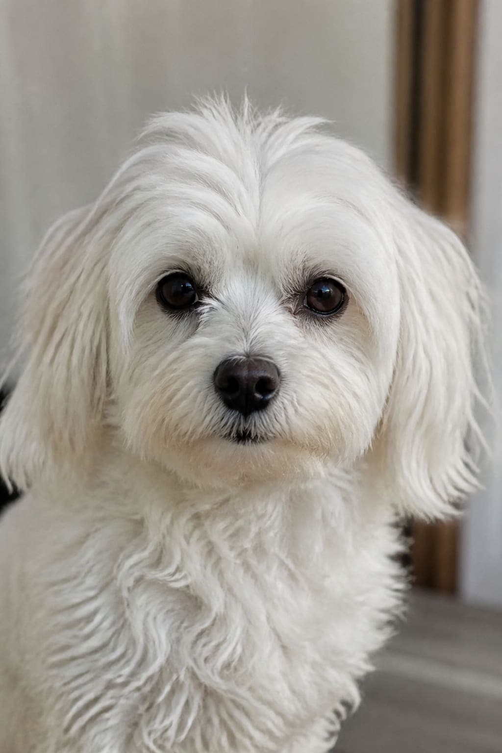 Portrait — Chien Neige