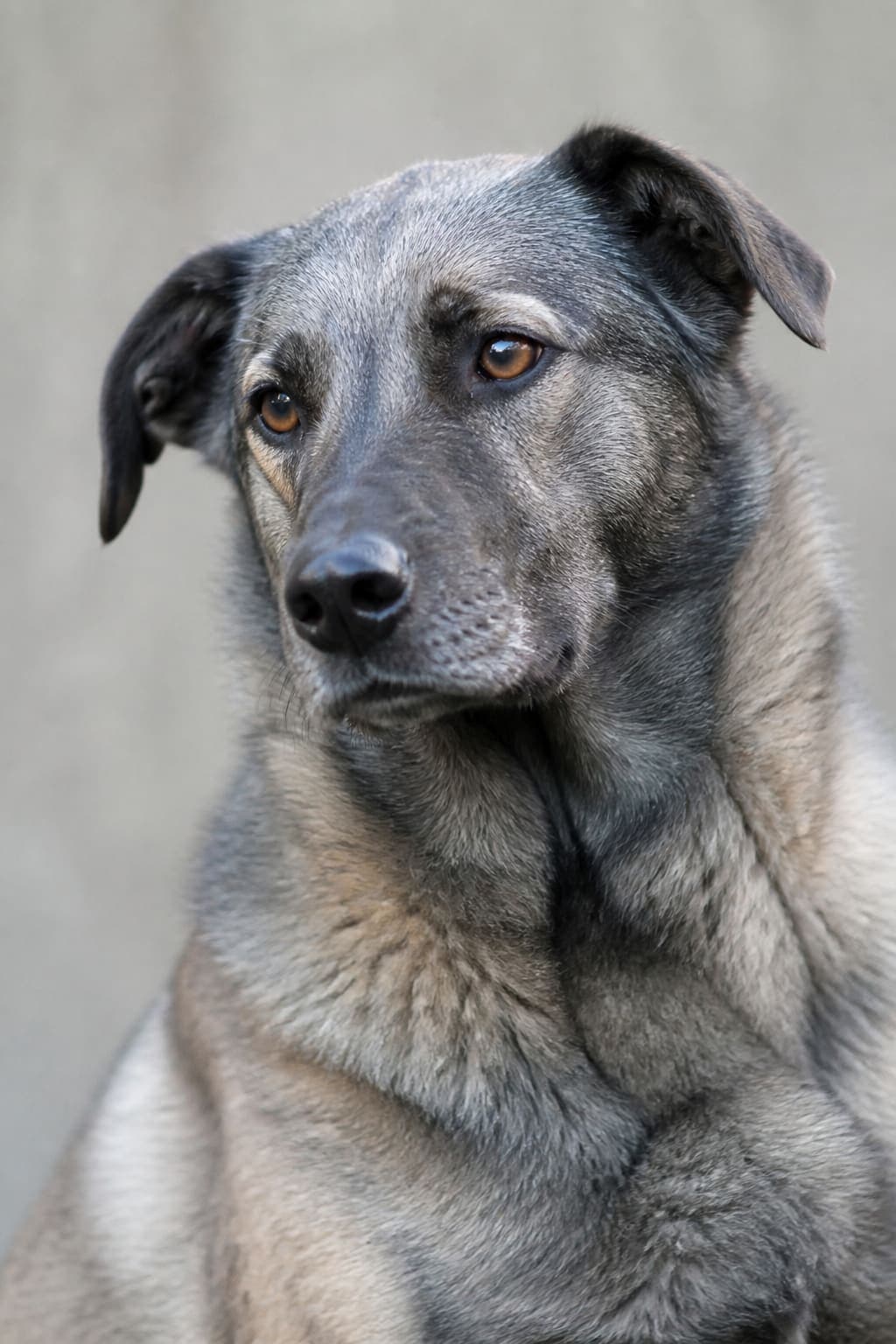 Portrait — Chien Storm